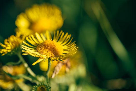 Beautiful yellow flowers on blurred background. Selective focus.