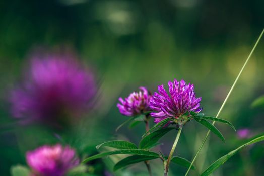 Meadow of Pink Clover Flowers on a Sunny Day. Selective Focus.