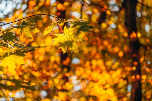 Yellow maple foliage on a forest background