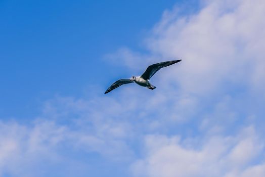 Seagull in flight against cloudy sunset sky