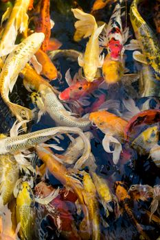 Koi fish, Colorful fancy fish closeup swimming at pond.