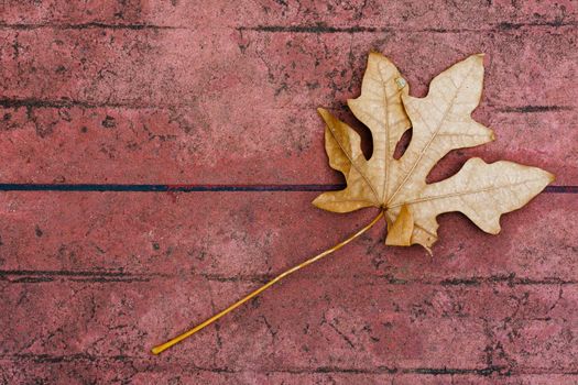 Dry leaves on cement floor