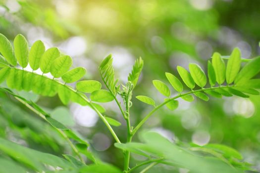 Fresh leaves green with soft light