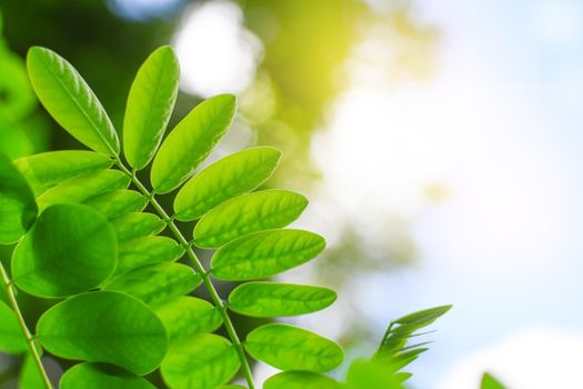 Fresh leaves green with soft light