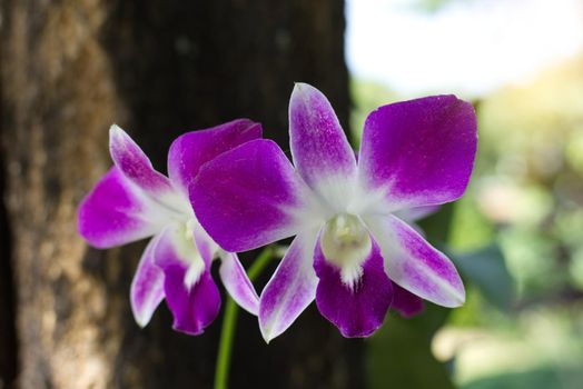 Delicate scarlet purple flower phalaenopsis orchid.