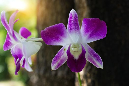 Delicate scarlet purple flower phalaenopsis orchid.