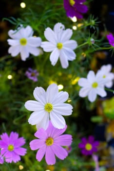 White cosmos flowers close up with bokeh.