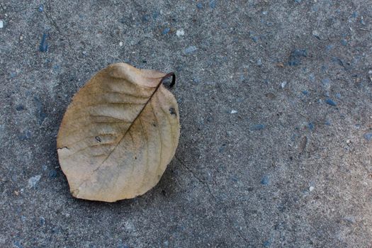Dry leaf with cement background.