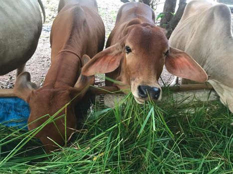 Cows eating grass on the farm