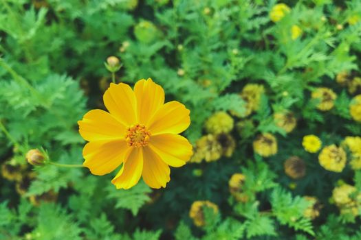 Yellow cosmos garden flower . Cosmos Bipinnatus.