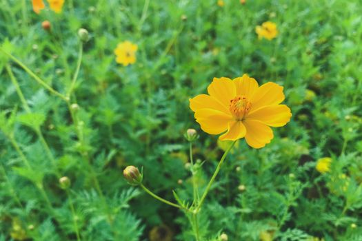 Yellow cosmos garden flower . Cosmos Bipinnatus.