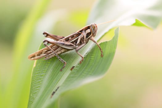 Grasshopper eating corn