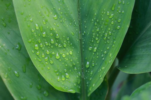 Water drops on green leaf