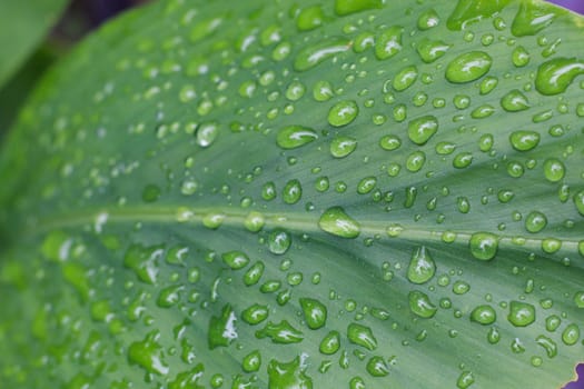 Water drops on green leaf