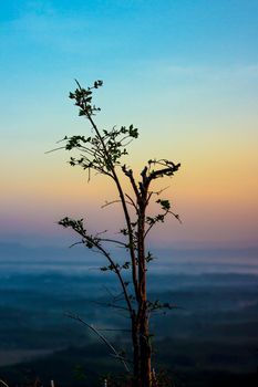 The tree on the top of the hill and the sky background