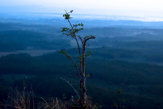 The tree on the top of the hill and the sky background