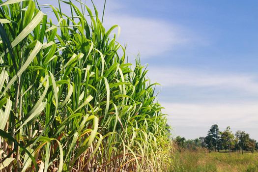 Sugar cane plantations in the green garden