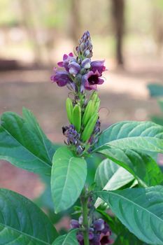 Phlogacanthus Pulcherrimus flower with leaves green. Dee Plaa Gang.