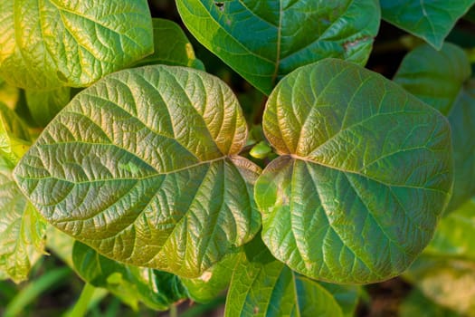 Top leaves weakens background. Nature green.