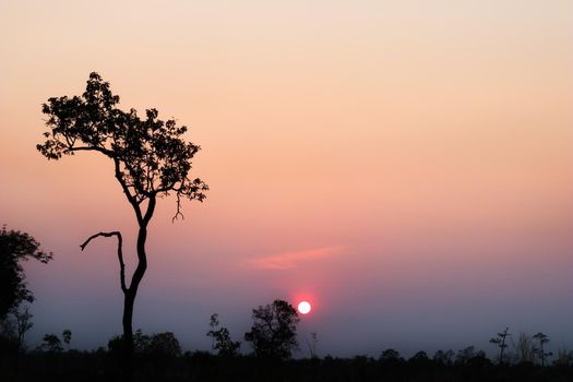 Silhouette of tree with sunset in the evening.