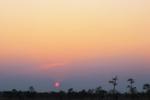 Silhouette of tree with sunset in the evening.