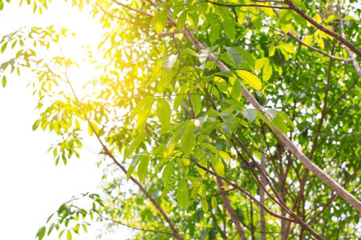 Rubber tree row agricultural. Hevea brasiliensis green leaves background.