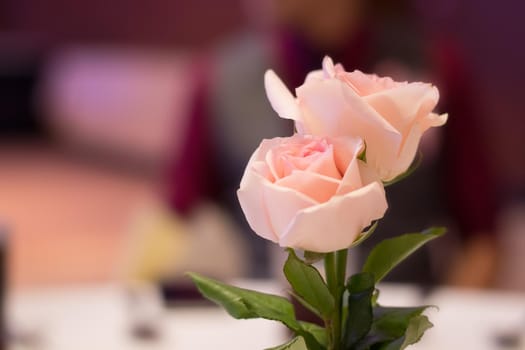 Pink roses to decorate the table for dinner.