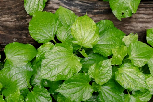 Green Wild Betel Leafbush. Vegetable green leaves natural background.