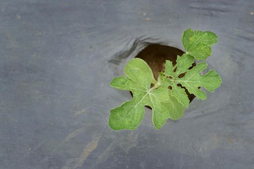 Top view small watermelon tree growing in garden. Small plants growing and background blurred.