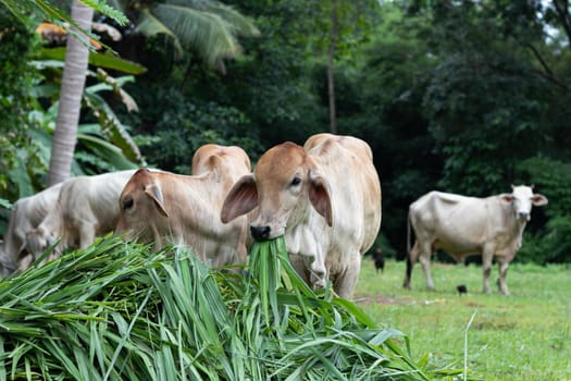 Close up of young cow eating grass.