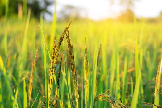 Rice field in the morning with the sun shining through.