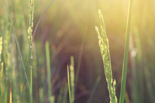 Rice field in the morning with the sun shining through.