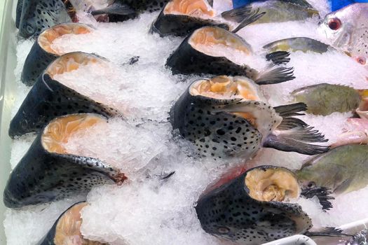 Ice frozen salmon heads sold in supermarket.