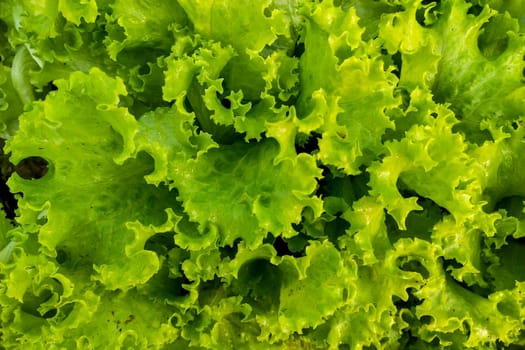 Fresh green salad in garden for background