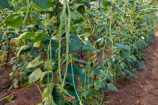 Fresh Yard Long beans bean in garden