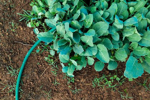 Chinese Kale in garden top view