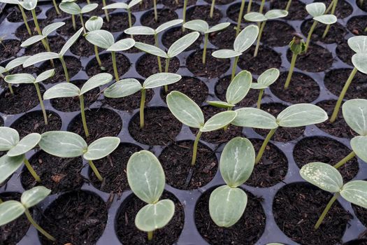 Small watermelon tree growing in garden, farmers use for analysis of the plant.