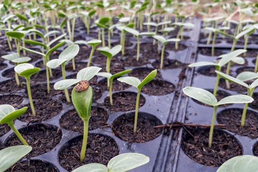 Small watermelon tree growing in garden, farmers use for analysis of the plant.