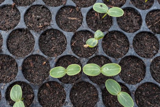 Small watermelon tree growing in garden, farmers use for analysis of the plant.