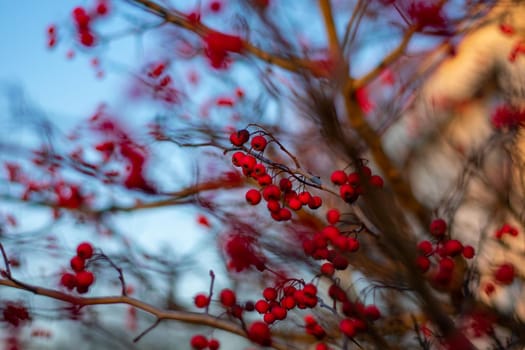 A Bare Tree Covered in Small Red Berries With Focus Drawn to one branch
