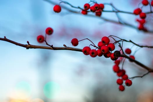 A Bare Tree Covered in Small Red Berries With Focus Drawn to one branch