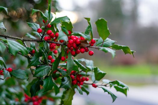 A Green Holly Leaf With Red Berries on a Bush Outside