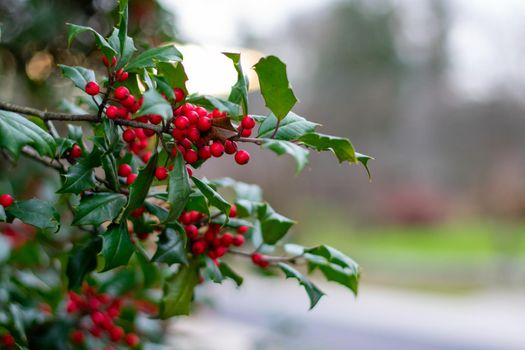 A Green Holly Leaf With Red Berries on a Bush Outside