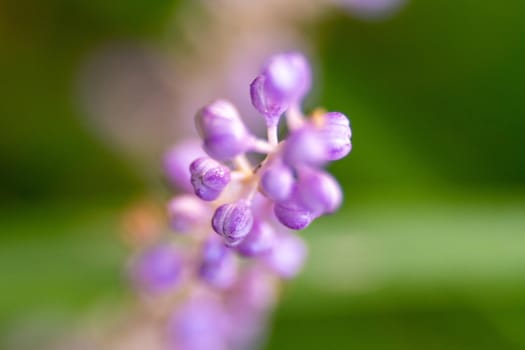 purple flowers in a meadow macro close-up