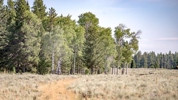 yellowstone national park nature scenes in wyoming USA