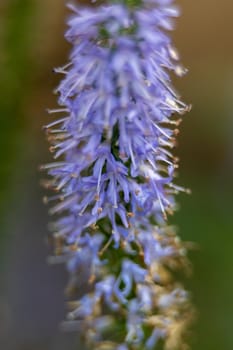 purple flowers in a meadow macro close-up