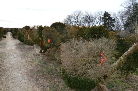 green bush or plant or tree with orange ribbon tied on it with trail