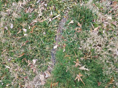 brown and green patch of lawn or yard grass with tree roots