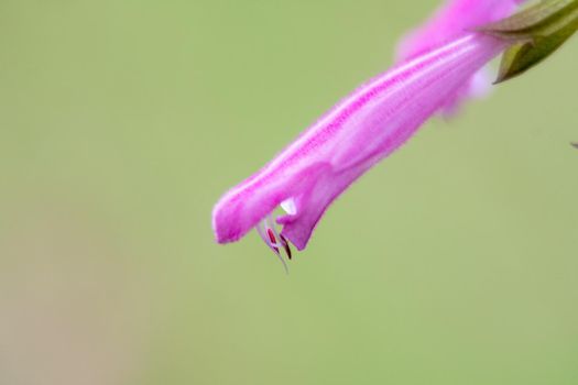 purple flowers in a meadow macro close-up