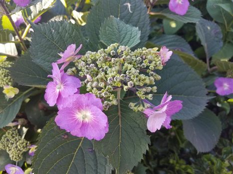plant with purple flower petals and green leaves